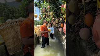 Why they will cut all mango trees shorts ytshorts [upl. by Ivette]