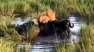 Young male lion quickly realises how powerful a buffalo bull is [upl. by Scribner862]