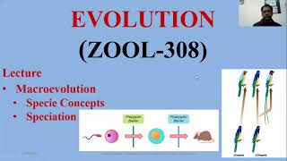 Macroevolution SpeciationallopatricParapatric SympatricperipatricMacroevolution [upl. by Ihel]