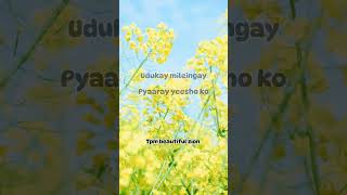 Tpm Hindi Song Udukay mileinge pyaareytpmsongs tpmhindisongs tpmtamilsong tpmhindisongshorts [upl. by Nohsav]