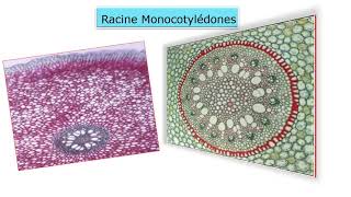 TP Étude anatomique des tiges et des racines des plantes monocotylédones et dicotylédones [upl. by Aliek432]