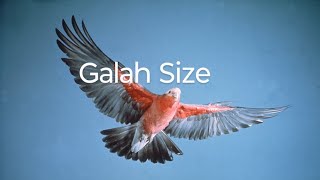 Galah Size birds birdslife birdslover [upl. by Ethelbert]