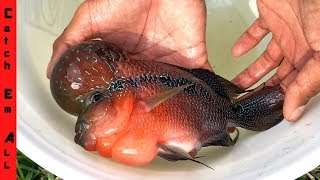 EXOTIC FLOWERHORN FISH in POND [upl. by Atahs]