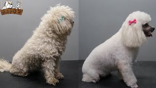 Poodle  Caniche peluquería canina Petgrooming [upl. by Annahpos]