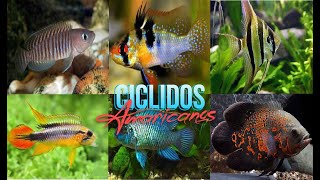 El Mejor Cíclido Americano según el Tamaño de Tu Acuario [upl. by Moritz]