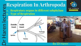 Respiration in Arthropoda [upl. by Anikram]