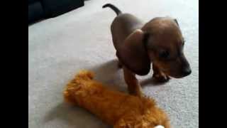 Dachshund Puppy Tom barking at his reflection [upl. by Yanej]