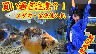 【船橋店】瞬間移動で買い過ぎ注意豪華過ぎるメダカ・金魚仕入れ [upl. by Cairistiona]