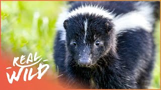 The Skunk A Real Havoc Reeker Wildlife Documentary  Wild America  Real Wild [upl. by Aredna]