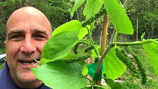 Pakistan Mulberry and Weeping Mulberry tree Grow Mulberries zones 410 [upl. by Scharff]