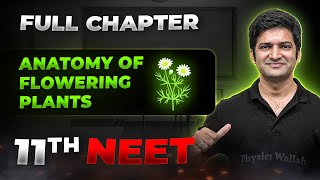 Anatomy of Flowering Plants FULL CHAPTER  Class 11th Botany  Arjuna NEET [upl. by Noraha]