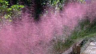 Muhlenbergia capillaris 002 [upl. by Ludlew795]