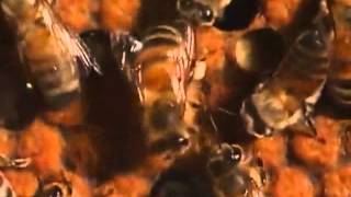 Harlem Shake  Honey Bee Style [upl. by Ethban]