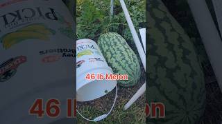 Growing Giant Watermelon Watermelongrowing Organicgardening growyourownfood [upl. by Toile710]