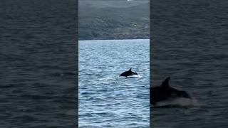 Boat Trip from Mallaig Scotland Whales dolphins islands and mountains [upl. by Allenod]