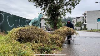 Locals are curious as we clear the weedcovered sidewalk spilling onto the road—join us in cleaning [upl. by Solrac361]