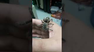 My chaco golden knee Tarantula is gonna grow up [upl. by Eikcaj]