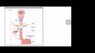 Esophagus NEET SS22 [upl. by Thinia]