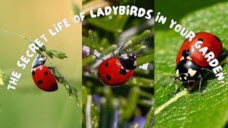 The Secret Life of Ladybirds in Your Garden [upl. by Ramat197]