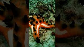 Red Starfish  Marine Life  Aqua Animals  Sea Starfish  Ocean Animals  Sea animals viral [upl. by Lamoureux563]