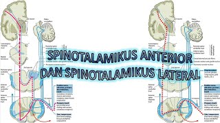 Video 10 Traktus Spinotalamikus Anterior dan Lateral [upl. by Cann]