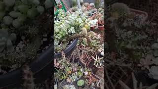 Cotyledon pendens fypviral suculentas cactussol viralyoutubevideo viralshort plantas jardim [upl. by Htiek537]