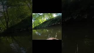 Strike King Bitsy Bug action full vid in description smallmouth creekfishing fishing [upl. by Sinegold22]