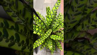 Calathea Rattlesnake plants mychannel [upl. by Renell]