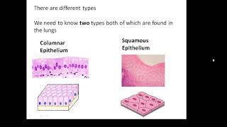 BTEC Applied Science Unit 1 Biology Epithelial Tissue [upl. by Iba]