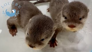 How A Baby Otter Learns To Swim [upl. by Ylsew]