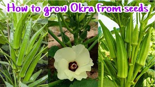 How to grow okra from seeds at home till harvest  Growing Okra from seeds by NY SOKHOM [upl. by Eiliab206]