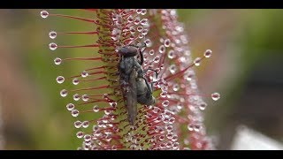 Best of Sundew Timelapses Compilation [upl. by Anyrtak99]