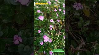 Vinblastine and Vincristine Anticancer Phytochemicals from Catharanthus roseus Plant anticancer [upl. by Zoubek563]