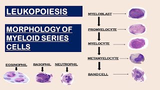 Leukopoiesis  Morphology of Myeloid Series cells [upl. by Adnalay]