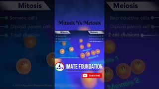 Mitosis vs Meiosis mitosis meiosis biology [upl. by Epifano730]