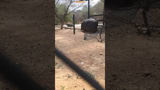 Nahargarah Biological Park  jaipur zoo  चिड़िया घर zoo animals [upl. by Gaul]