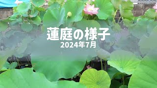 蓮庭の様子～202407～ [upl. by Assiled]