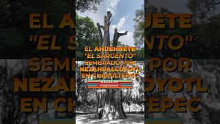 El AHUEHUETE sembrado por Nezahualcóyotl que está en el olvido y sin vida en CHAPULTEPEC [upl. by Nerret]