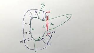 Anatomía del complejo duodenopáncreas [upl. by Nwhas]