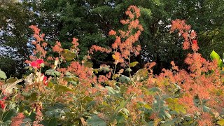 Plume Poppy  Macleaya cordata [upl. by Viviana102]