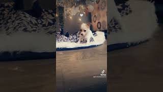 chiweenie cutepuppies funnypuppies funny firstchristmas [upl. by Herod]