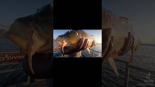 Lake Perris carp catfish and bluegill fishing lakefishing lakeperris lake bluegill catfish [upl. by Kidder]