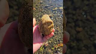 Is This A Well Preserved Fossilized Bryozoan Fossil fossils rockhounding riverrocks [upl. by Vittoria]