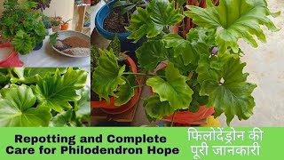 Repotting and Complete Care Tips for Philodendron Selloum Little HopeSoilSunlightWaterFertilizer [upl. by Godric175]