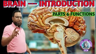 BRAIN  INTRODUCTION । ANATOMY OF BRAIN। PARTS amp FUNCTIONS OF BRAIN [upl. by Aicenet290]