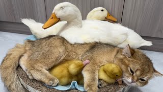 Adult duck and ducklings recognize the kitten as mother duck and sleep together adorable animal😊 [upl. by Chilton]