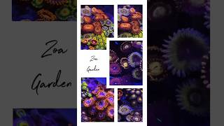 Zoanthids Garden Zoanthids zoas shorts ytshorts trending youtubeshorts viralshorts coralreef [upl. by Ilak21]