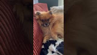 music spitzdog pomeranian spitzlover cute pets spitzdog pomeranianpuppy pom funnyvideo [upl. by Gayle]