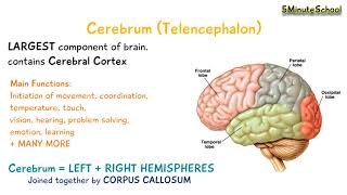 Cerebrum Telencephalon [upl. by Eatnoed]