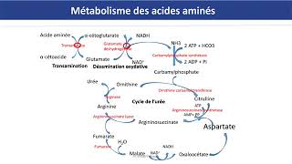 Métabolisme des acides aminées [upl. by Shelli]